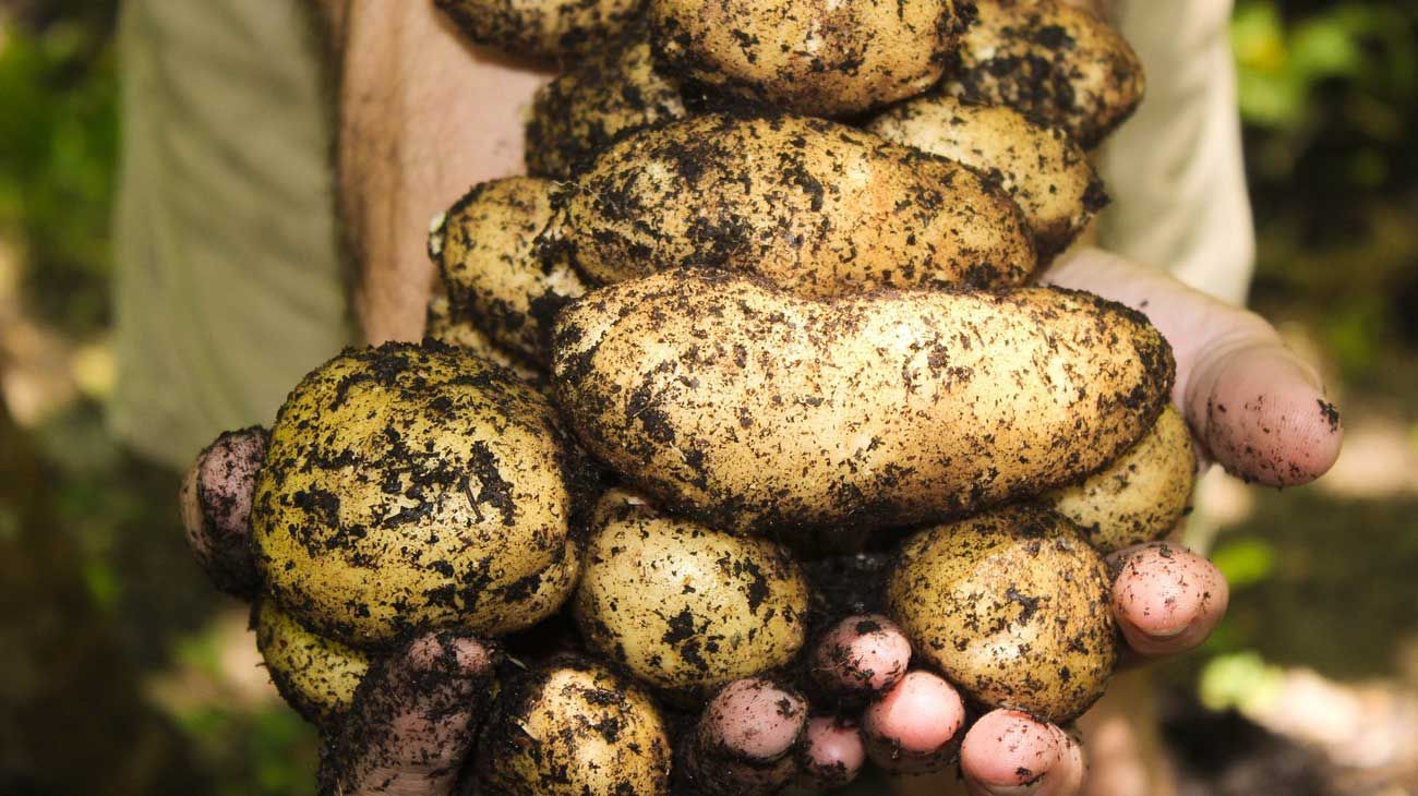 ¿El escándalo de las papas o el escándalo del oportunismo?