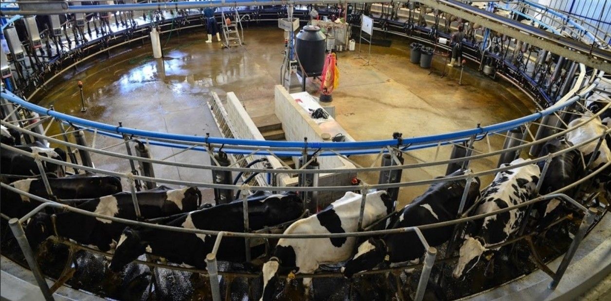 La cuenca lechera apela al asociativismo y la diversificación
