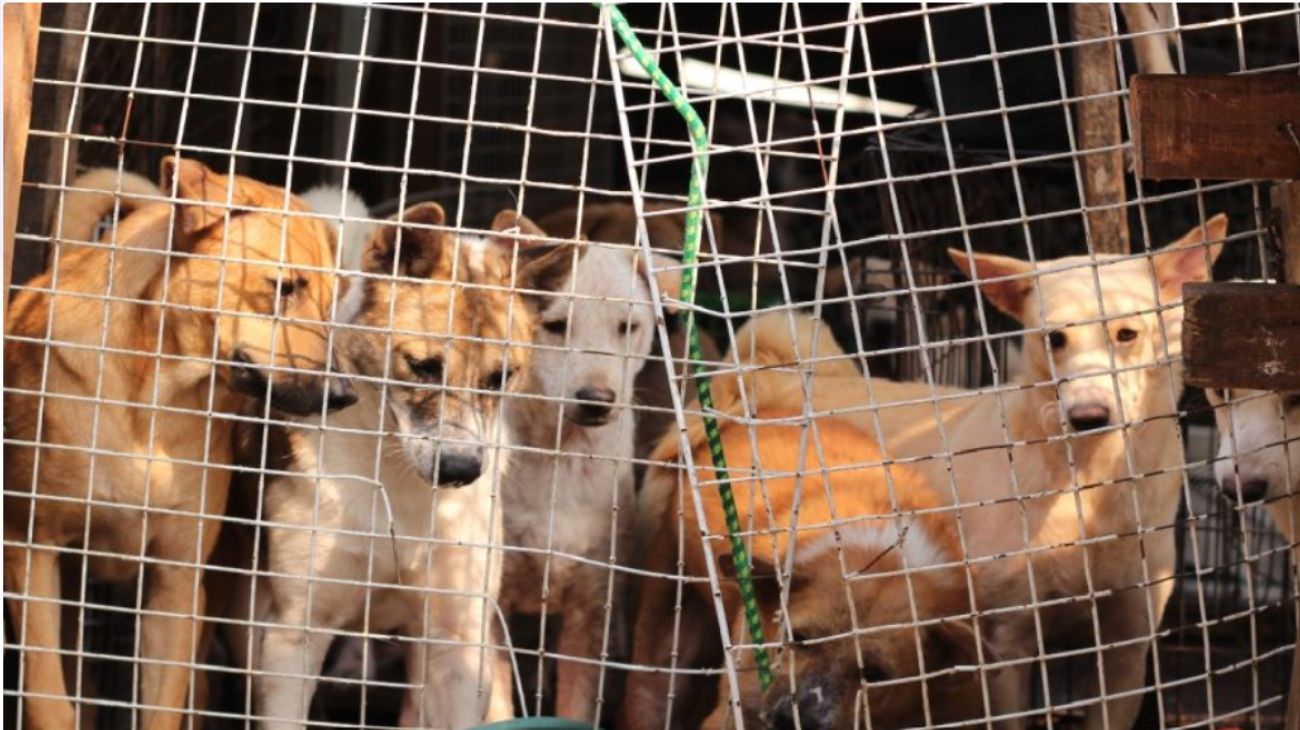 Corea del Sur: prohibirán la matanza y la venta de perros para consumo humano