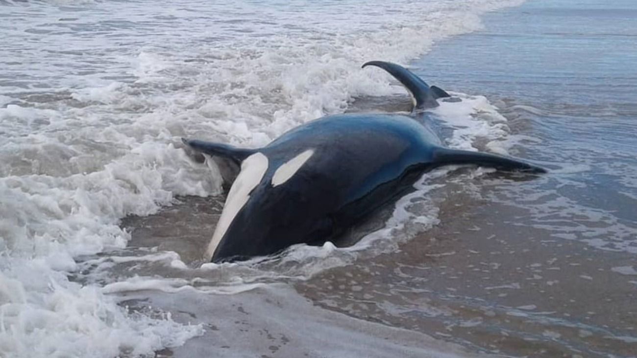 Siete orcas varadas en Mar Chiquita: una murió y tres ya fueron rescatadas