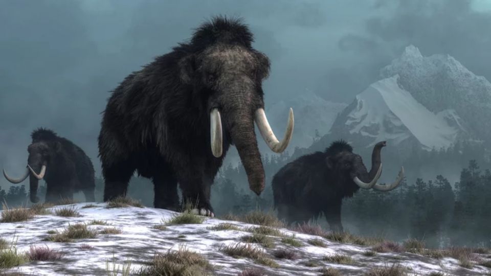 El dodo y el mamut lanudo: cómo eran las dos especies extinguidas que la ciencia busca "revivir"