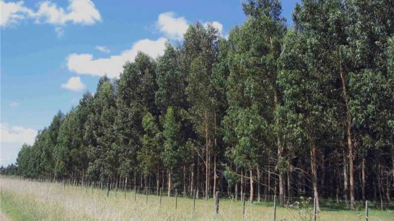La provincia de Buenos Aires lanza un plan para fomentar la forestación