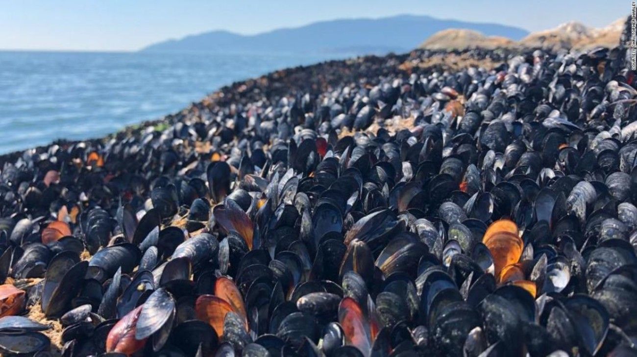 Millones de mariscos cocinados vivos por calor extremo en la costa de Canadá