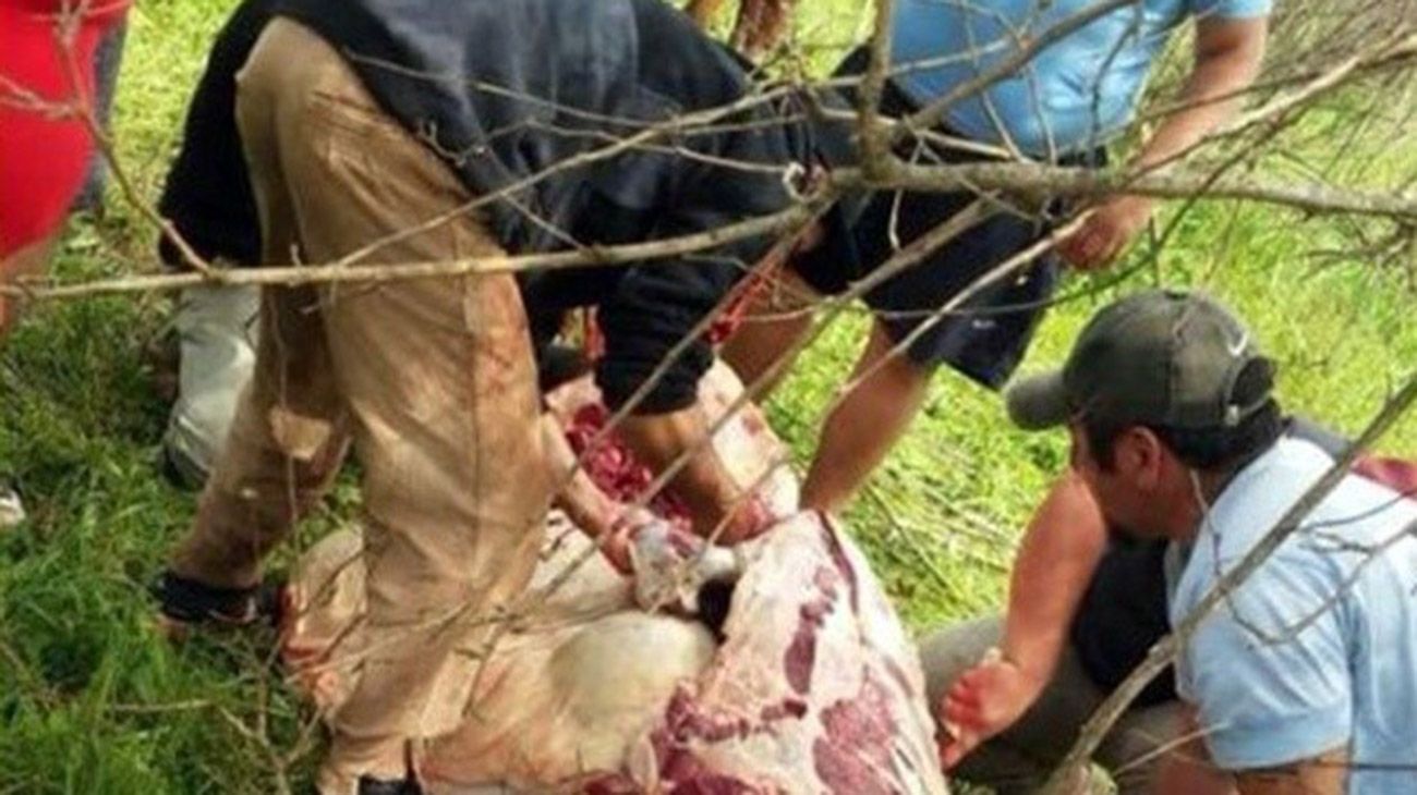 Volcó un camión con ganado en Escobar y los vecinos carnearon a una vaca