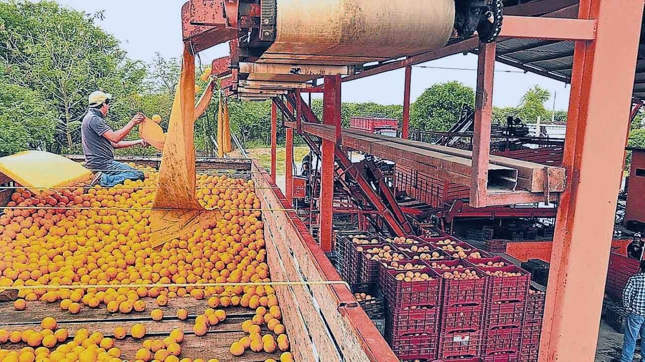Las exportaciones de cítricos llegaron a las cifras más bajas en 10 años