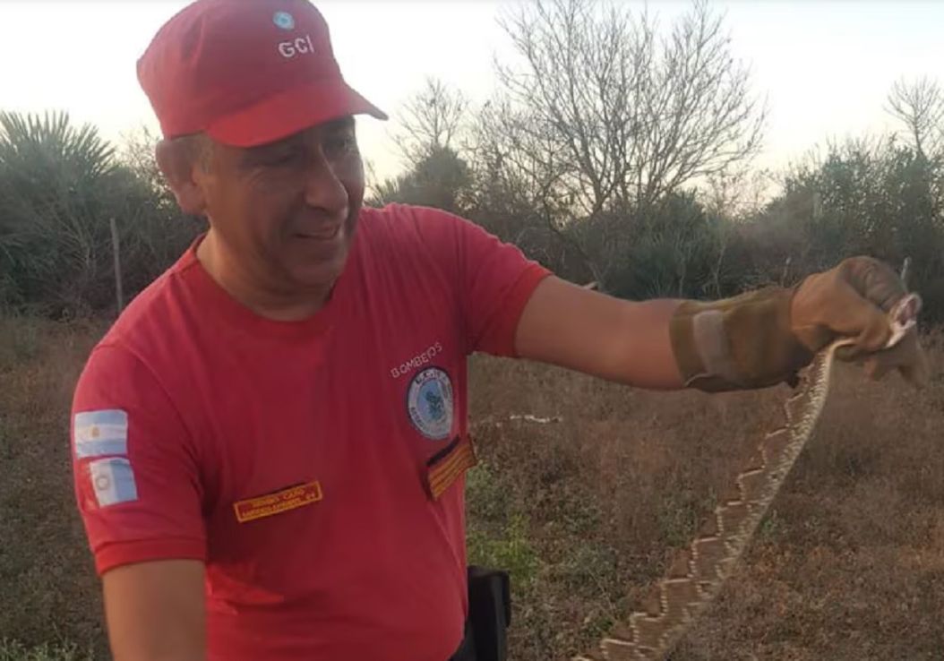 Flor de susto: apareció una gigantesca víbora cascabel en una vivienda de Córdoba