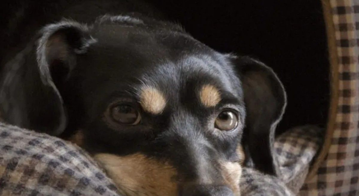 Coco, el perro varado en Ezeiza, será vacunado y quedará en cuarentena