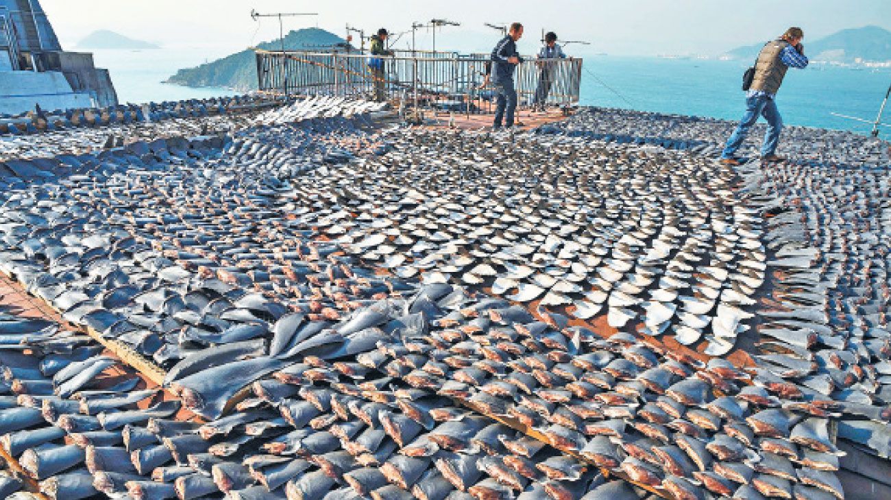 La pesca ilegal no declarada depreda nuestros mares