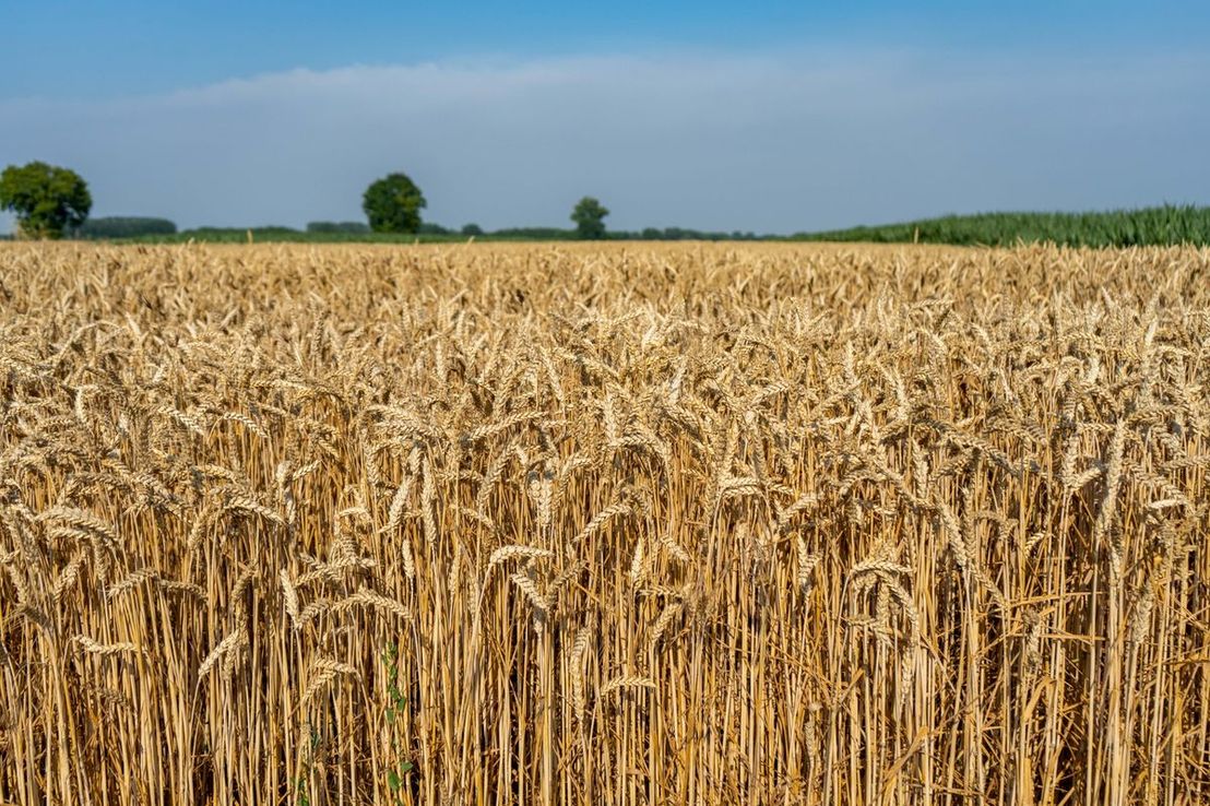 Siembra de trigo: se espera que haya hasta un 40% menos de producción