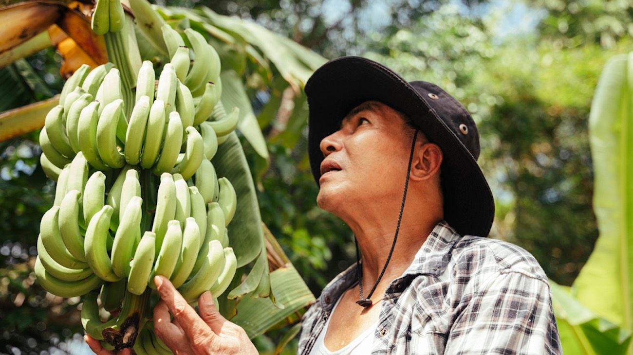 La "pandemia del banano" amenaza con la destrucción total de los cultivos