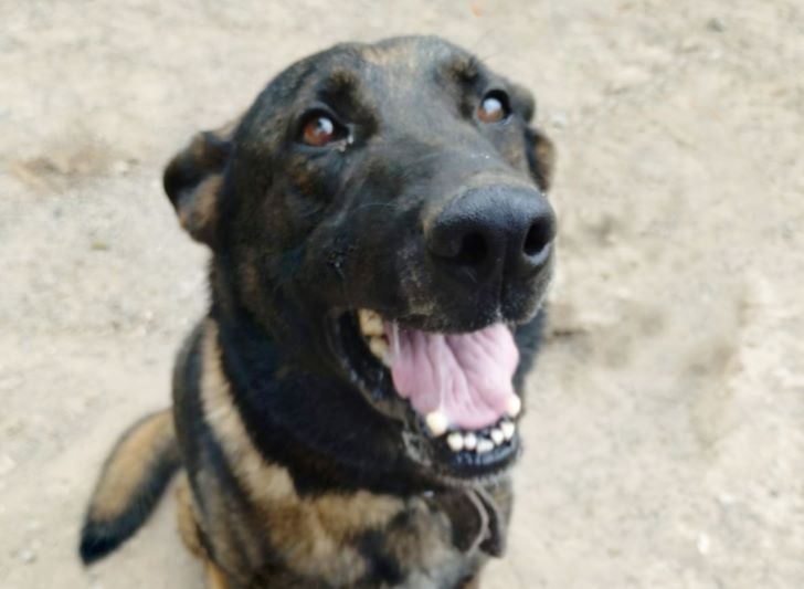 “Espartaco”, el perro policía que encontró a un hombre extraviado en El Diquecito