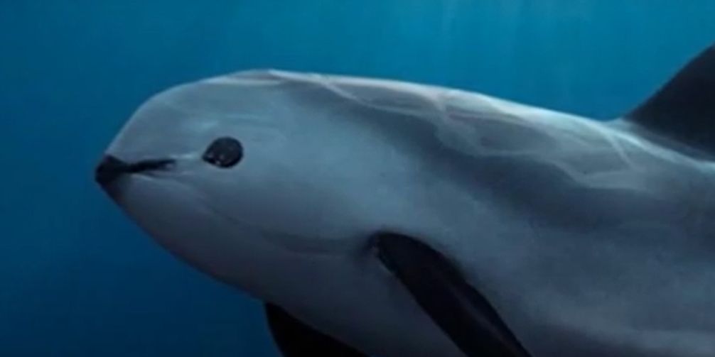 La última batalla por la vaquita marina: esperanza en el Golfo de California
