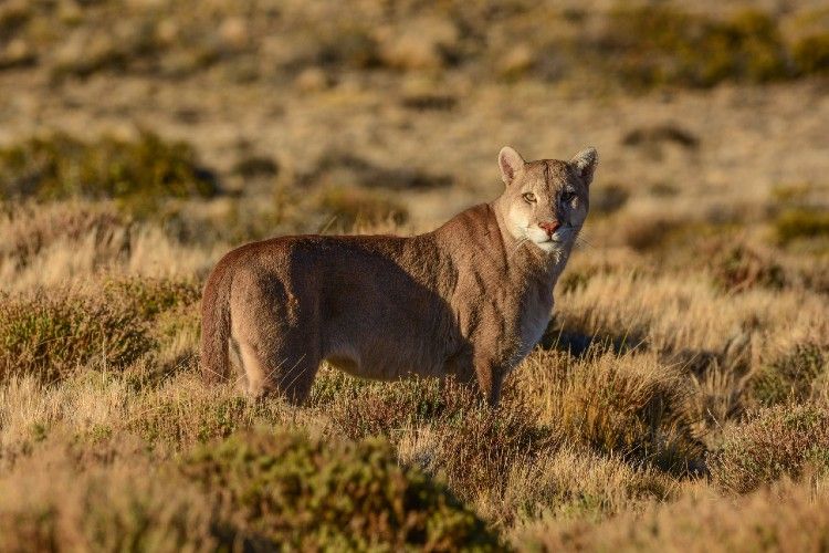 Por el Día Internacional del Puma, harán un festival digital con artistas invitados
