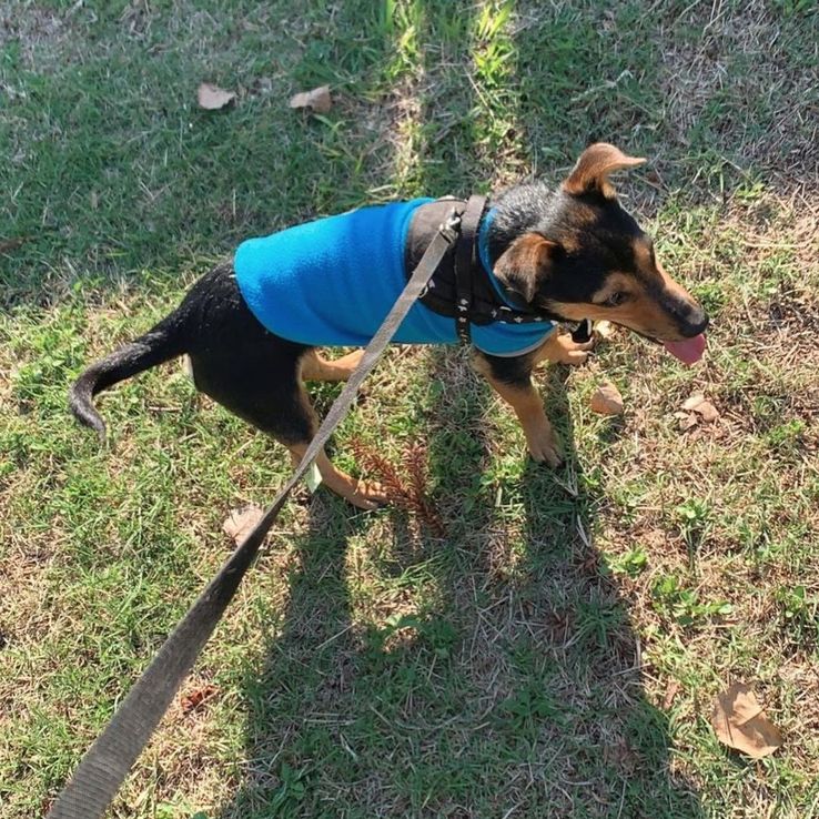 Paseo, "ponchito" y pelotas: así pasa sus días en cuarentena el perro Coco en la Aduana