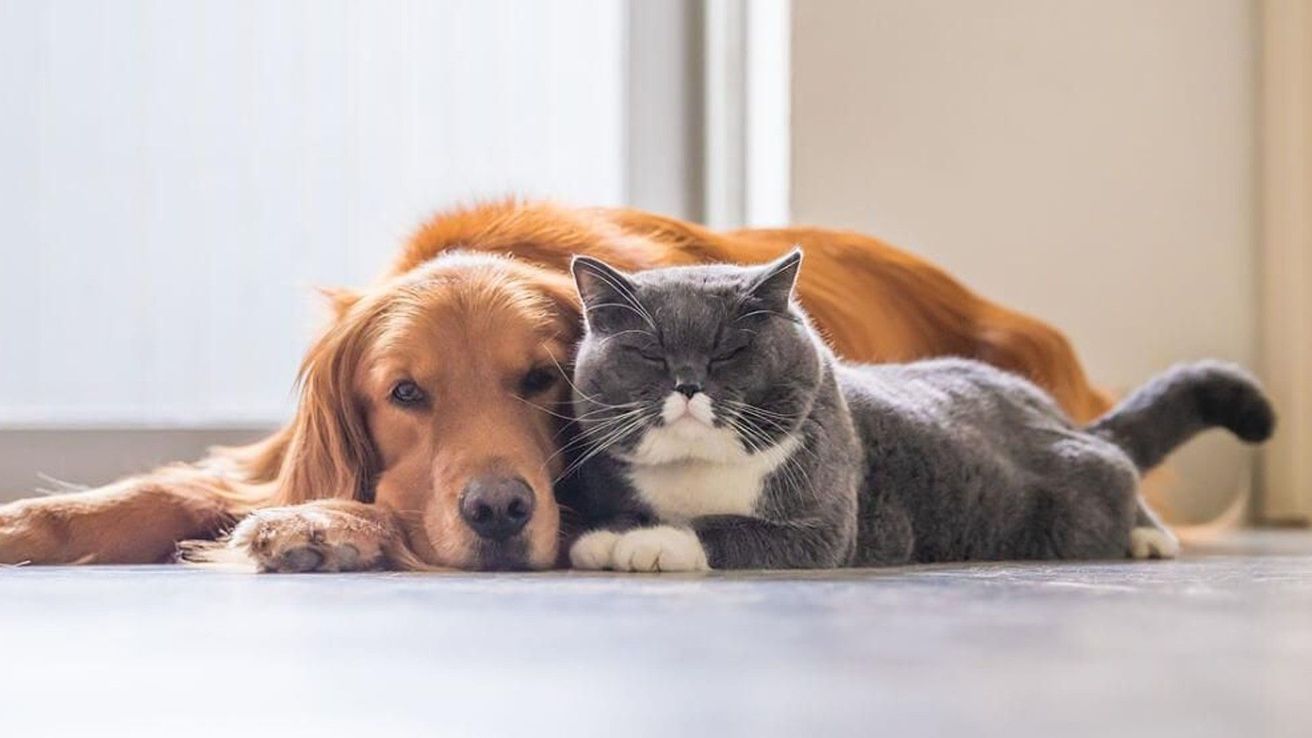 Cuánto puede costar mantener una mascota en junio