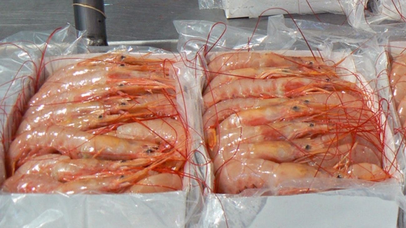 Argentina vuelve a exportar langostinos a Brasil después de 8 años