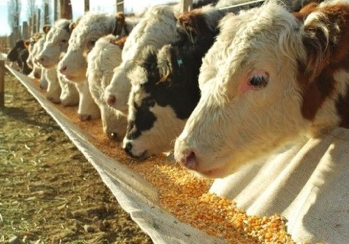 "Vaca loca" en Brasil: qué medidas de control se están tomando en Argentina