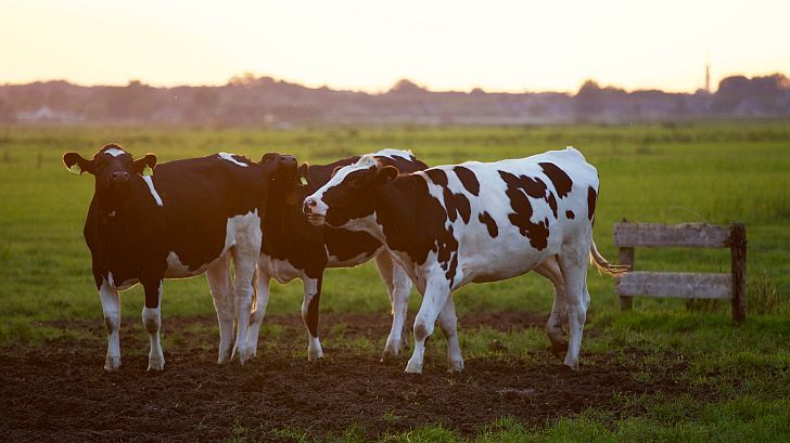 Manfrey construirá un megatambo para rescatar a productores