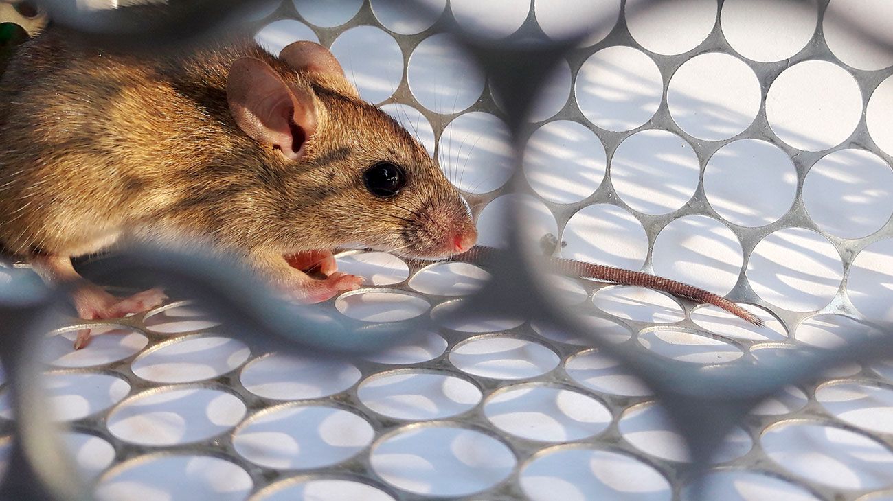Hantavirus: confirman 4 nuevos casos en Chubut y ya son 23 los internados