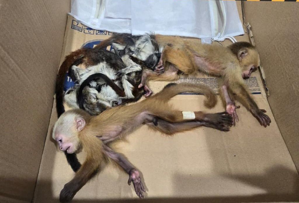 Traficaban seis monos bebés escondidos en su ropa interior