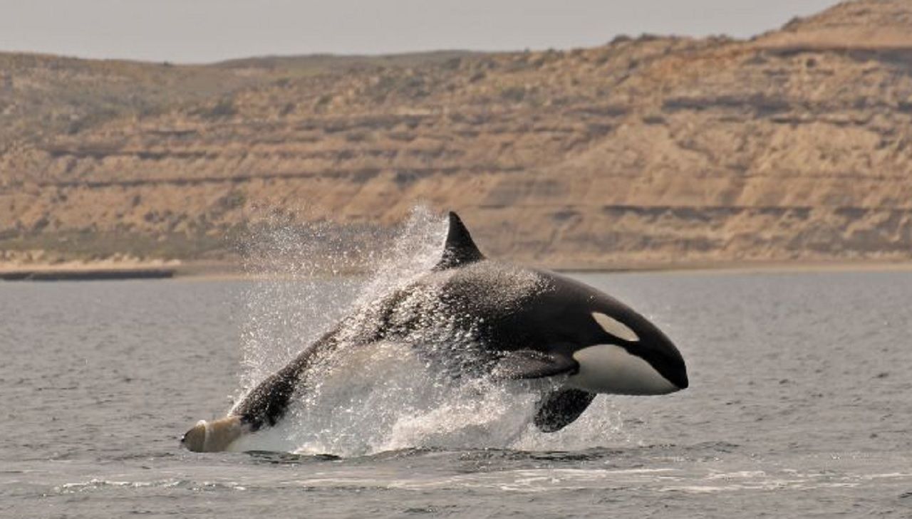 Las orcas ya cautivan a los turistas en Península Valdés