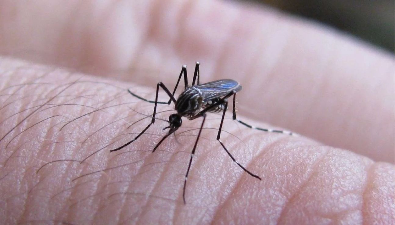 Radiografía del dengue: cómo llega Córdoba al momento del pico