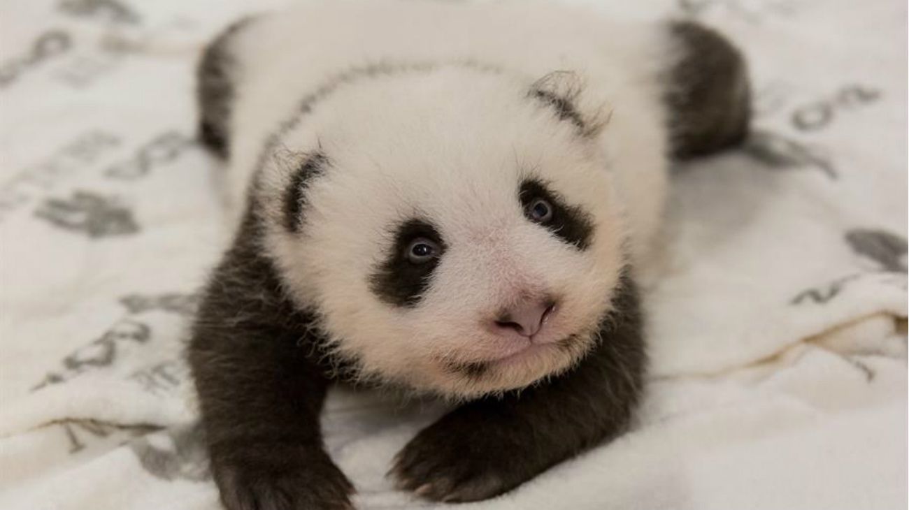 Dos ositos panda estrenan cama porque logran dejar la incubadora