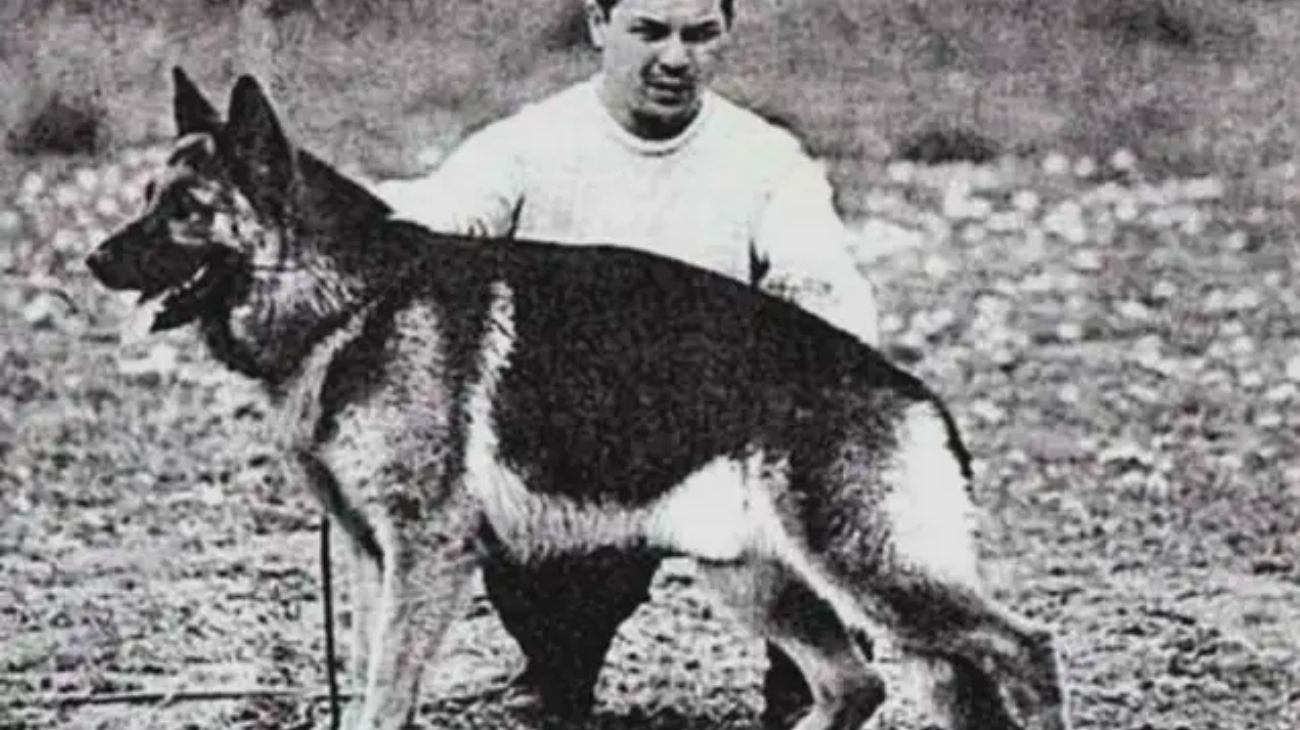 Día Nacional del Perro: ¿por qué se celebra cada 2 de junio?