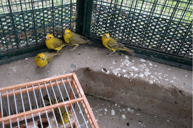 Decomisaron 425 aves que se vendían ilegalmente en Pilar y Liniers