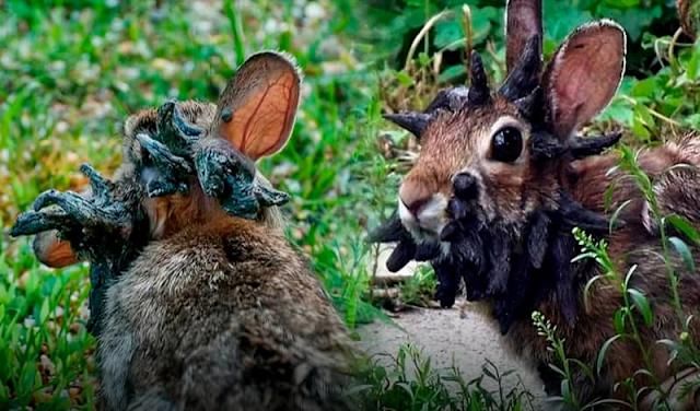 Preocupa la aparición de conejos con extraños tentáculos