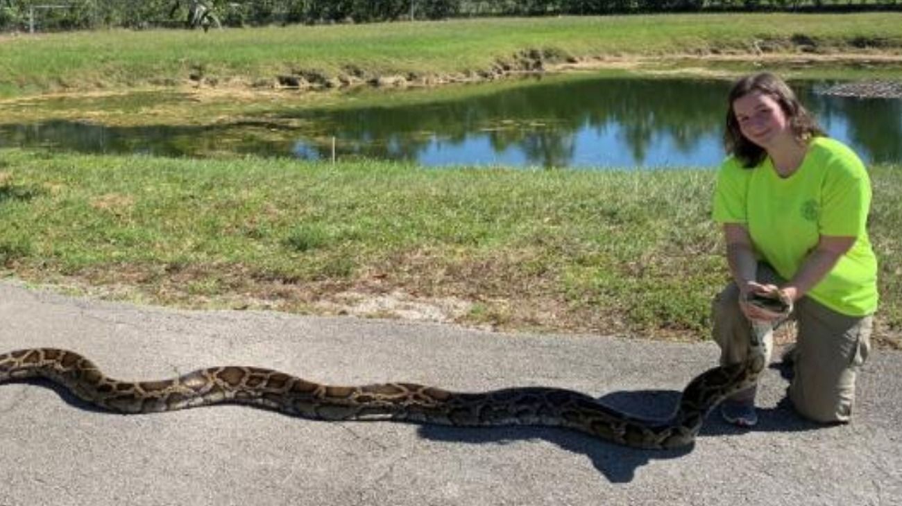 Capturan una pitón birmana de 45 kilos en Florida