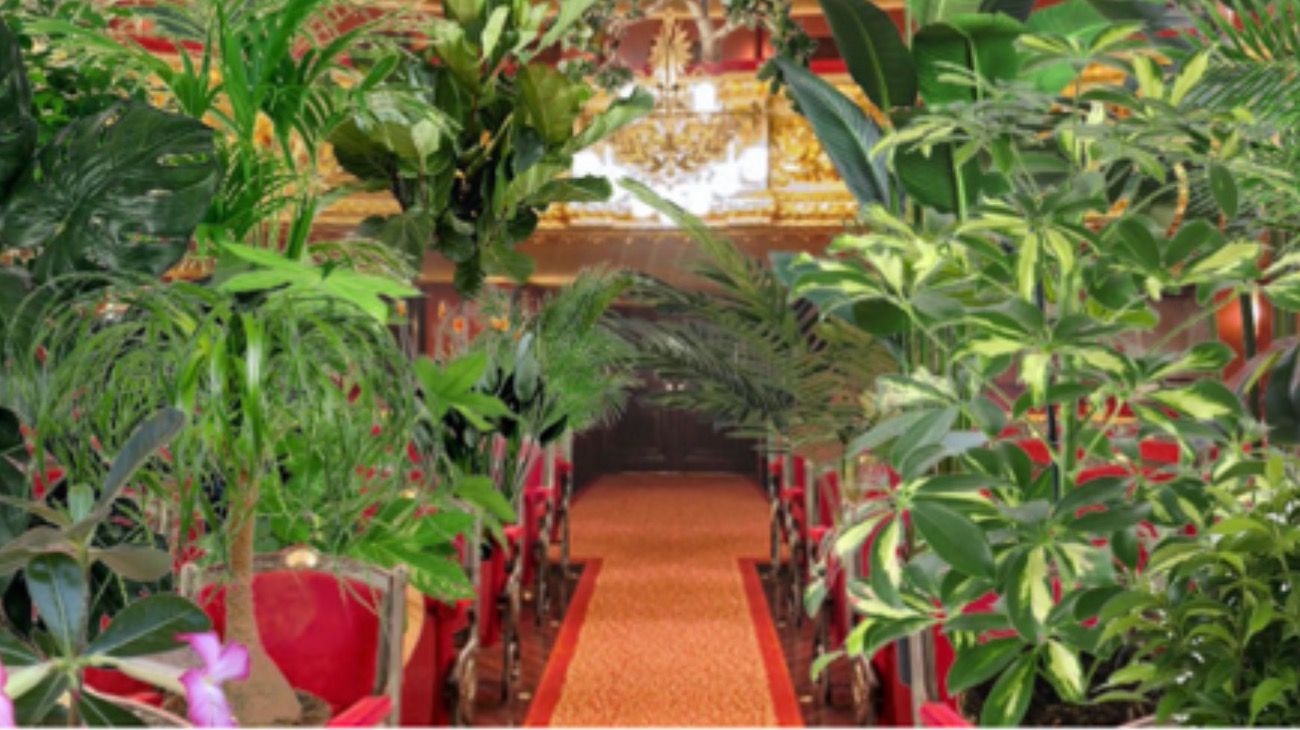 Insólito: el teatro más importante de Barcelona reabre con un concierto para 2.292 plantas