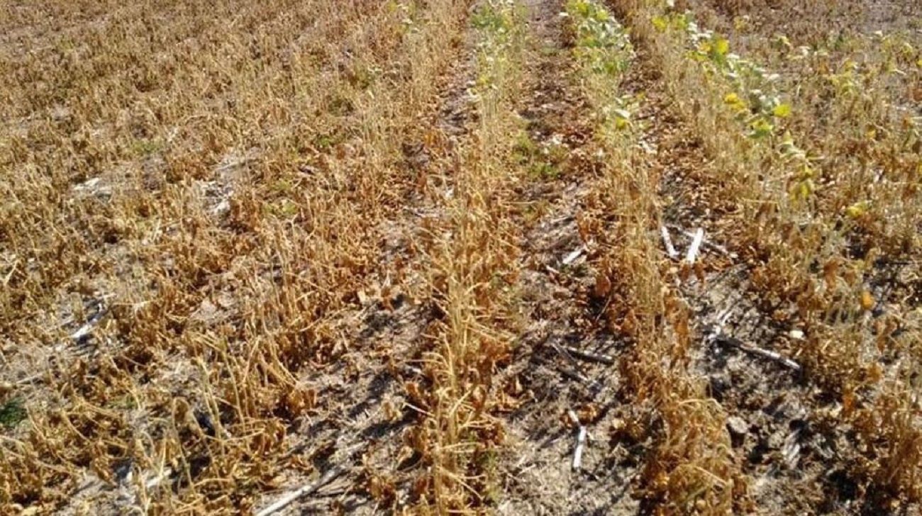 Cambio climático: cuál es su impacto en la agroindustria nacional