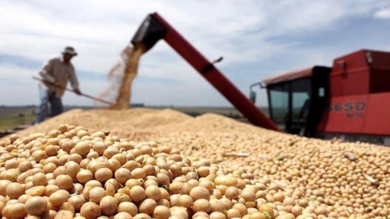Agro: aseguran que la cosecha no sería tan buena como se esperaba