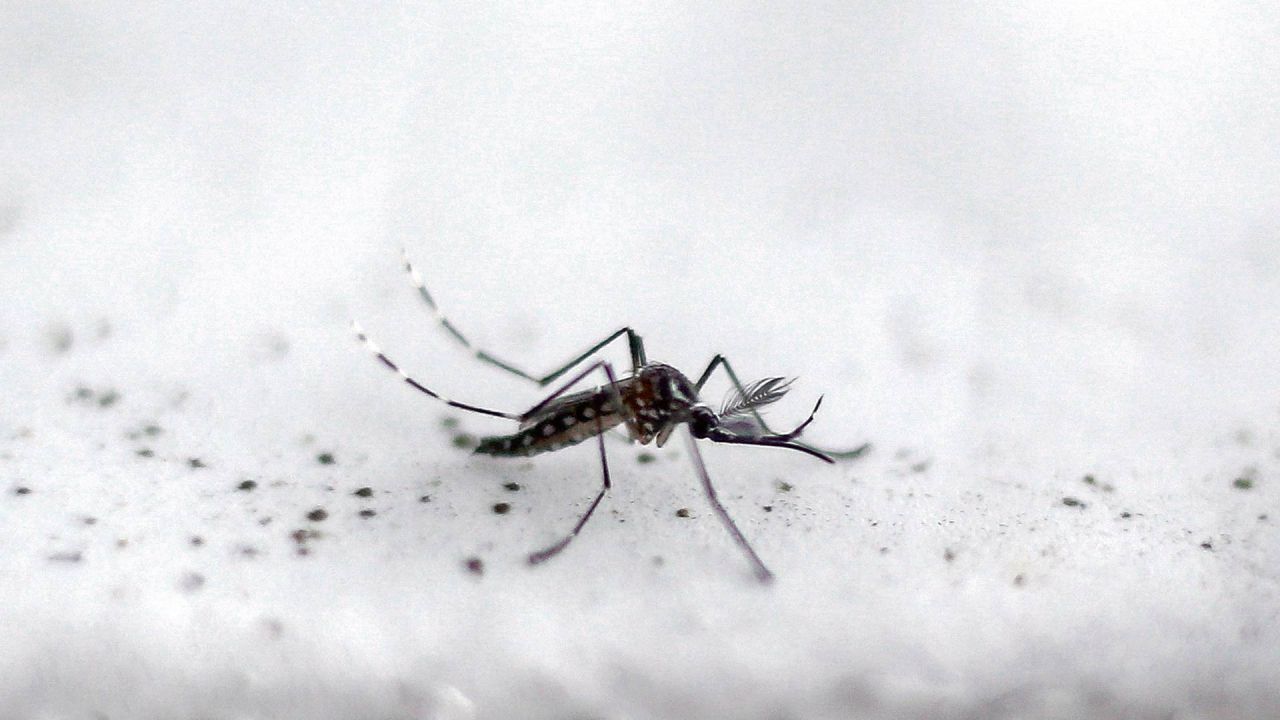 Se duplican los casos de dengue en Buenos Aires