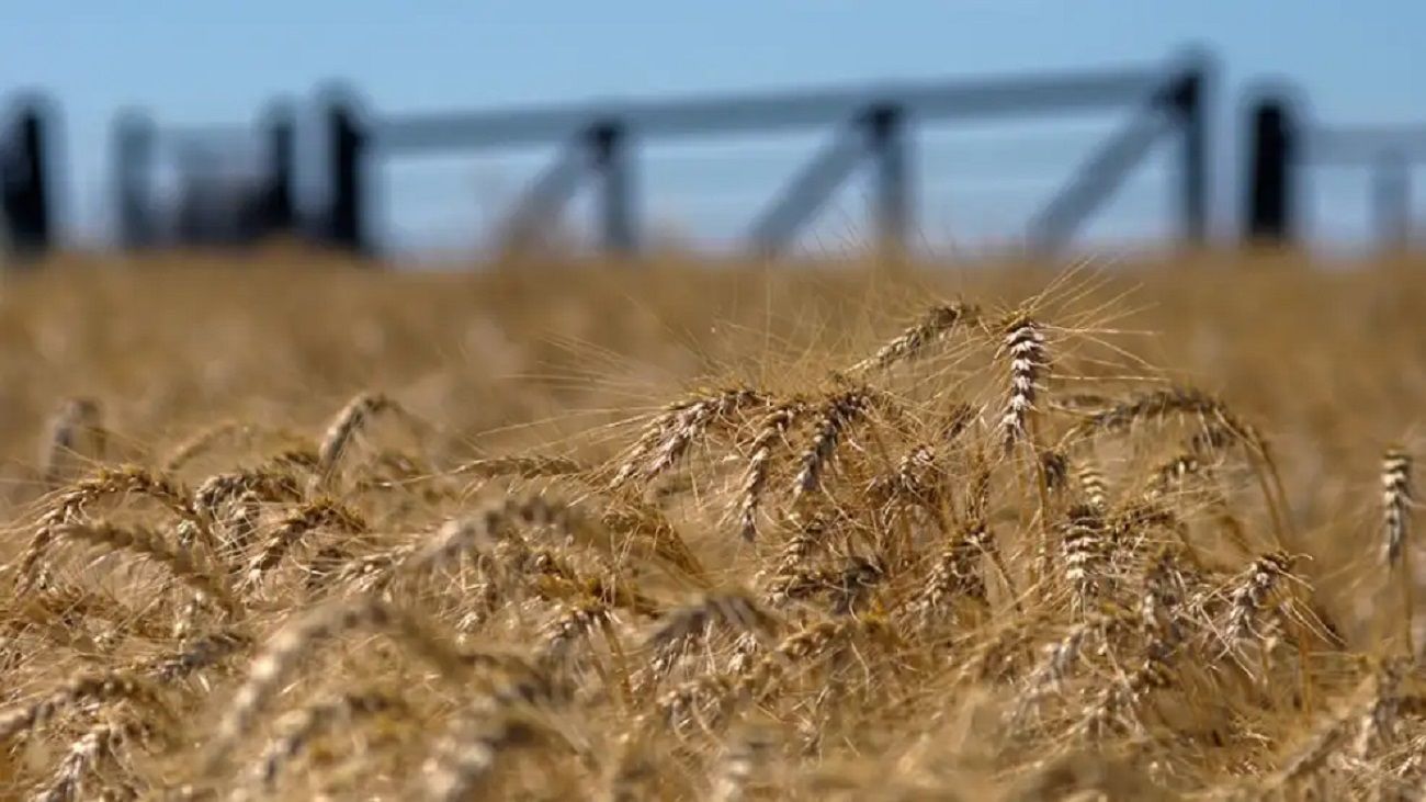 Se moviliza la comercialización de la cosecha récord del trigo: “El desafío era llegar a los mercados externos”