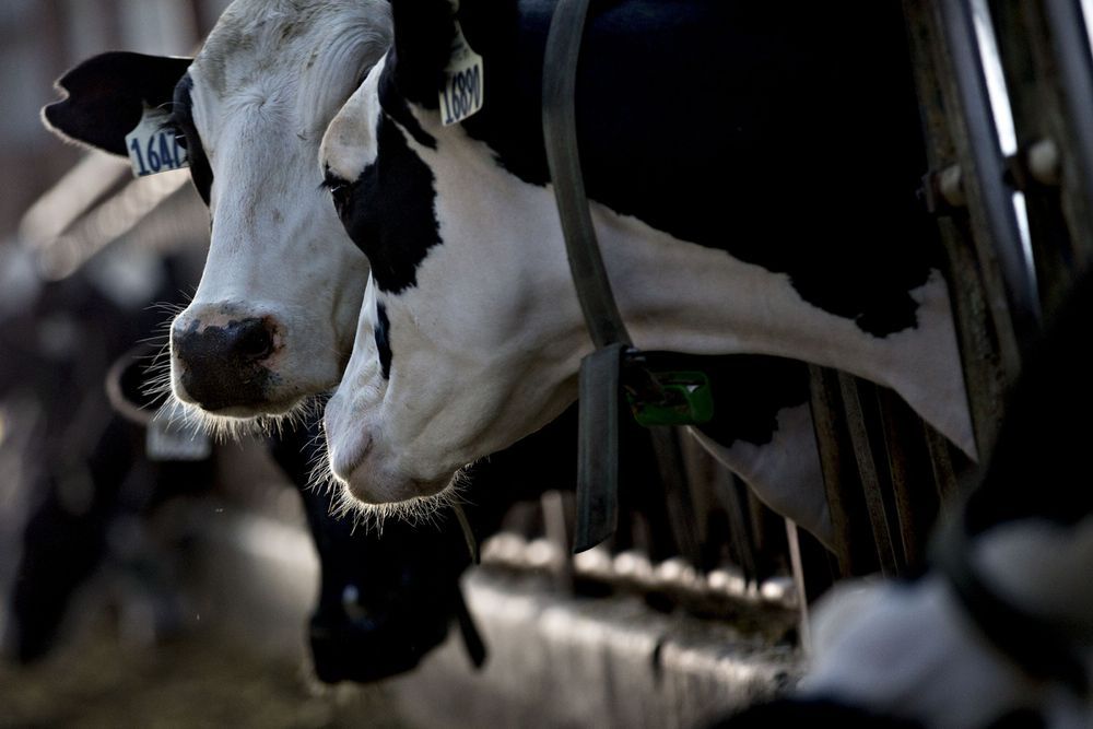 ¿Qué significa el calentamiento global para las vacas lecheras?