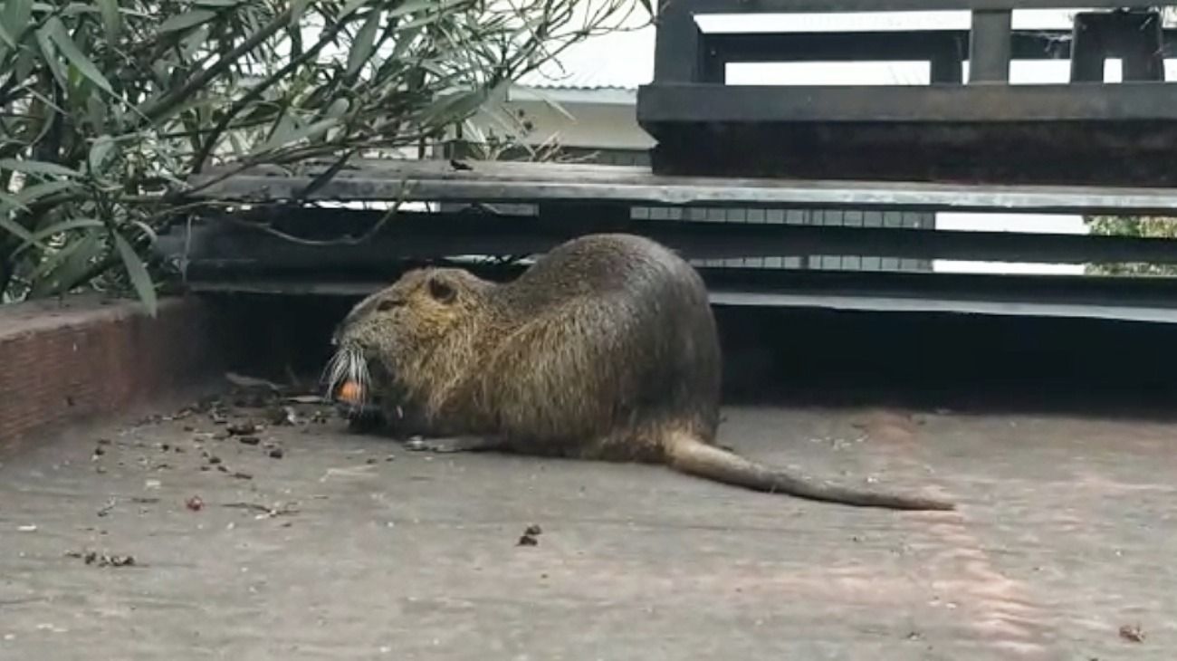 La Boca: apareció un enorme roedor en la terraza de una casa en plena cuarentena