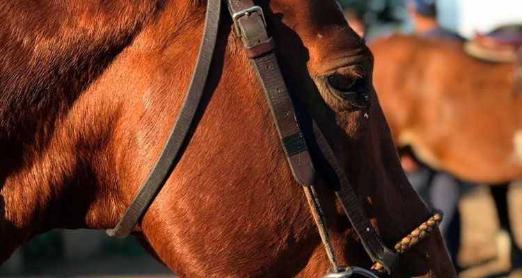 Alerta sanitaria en Unquillo: denuncian robo y faena clandestina de caballos
