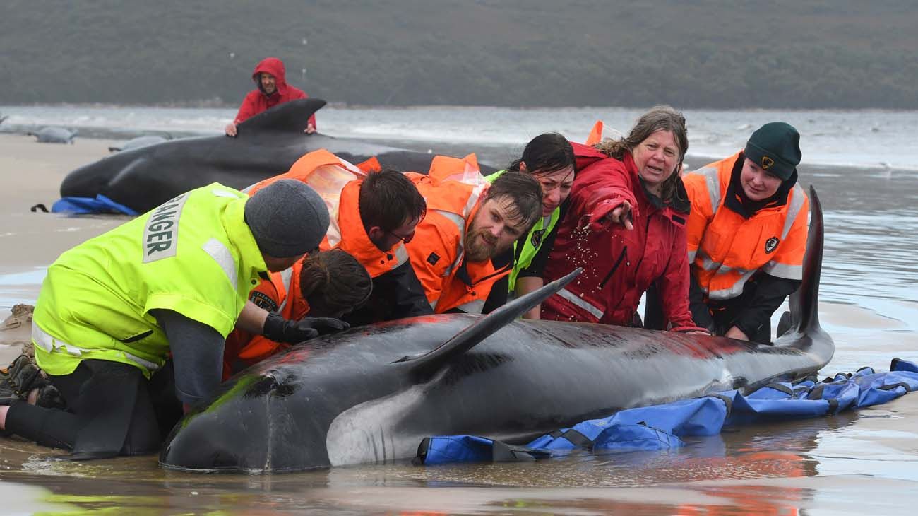 Intentan rescatar 470 ballenas varadas en Tasmania
