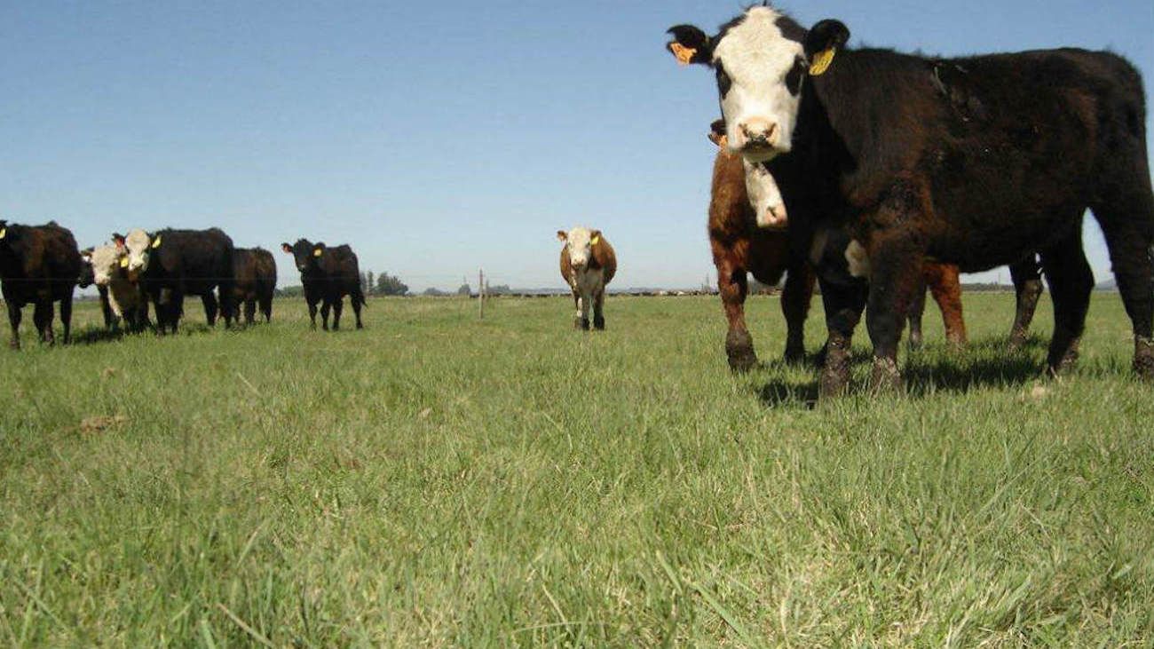 El IPCVA realizará un seminario virtual gratuito sobre producción de carne sustenable