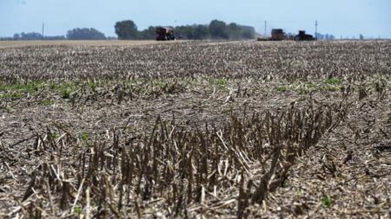 Dólar agro: productores aseguran que el dólar a $300 "no es tentador”