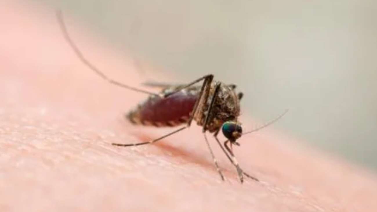 Brasil anunció dos muertes por la fiebre de Oropouche, las primeras registradas en la historia