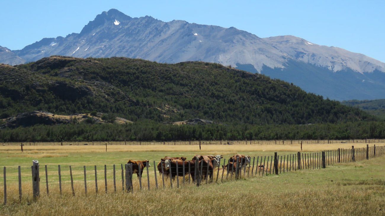 El IPCVA organiza una jornada virtual sobre manejo ganadero en valles patagónicos
