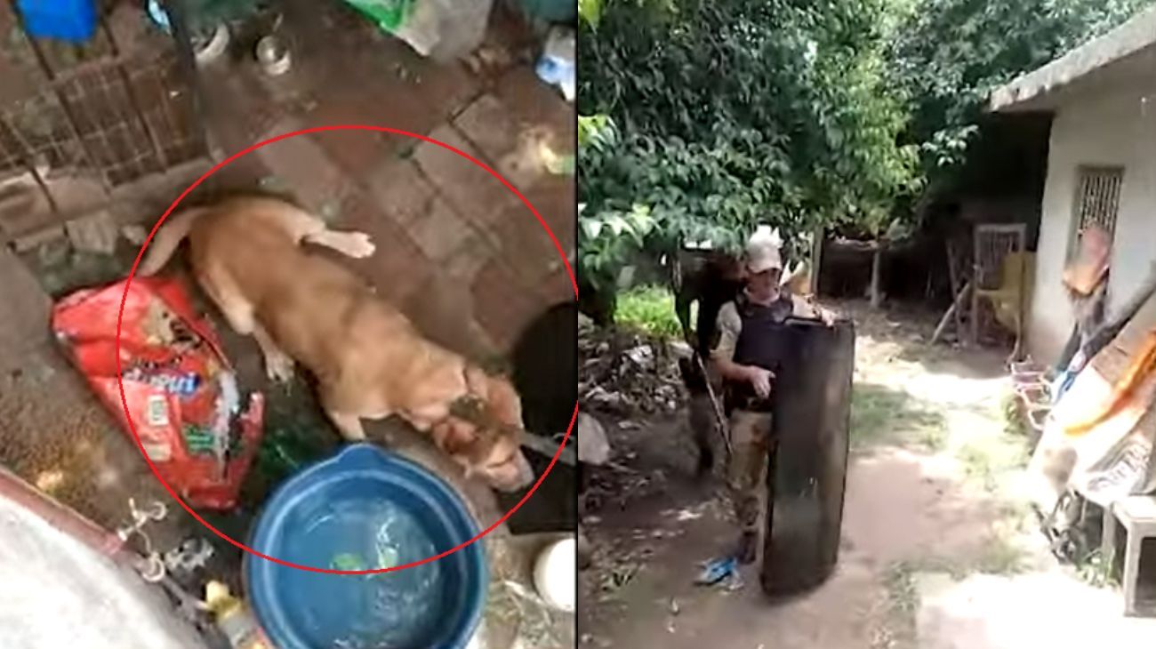 Horror en Córdoba: un pitbull atacó a su dueña y podrían amputarle los brazos