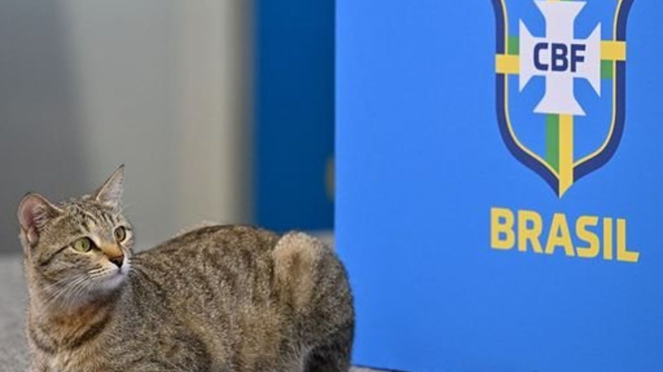 Demanda millonaria a la confederación de Brasil por maltrato animal al gato "Hexa"