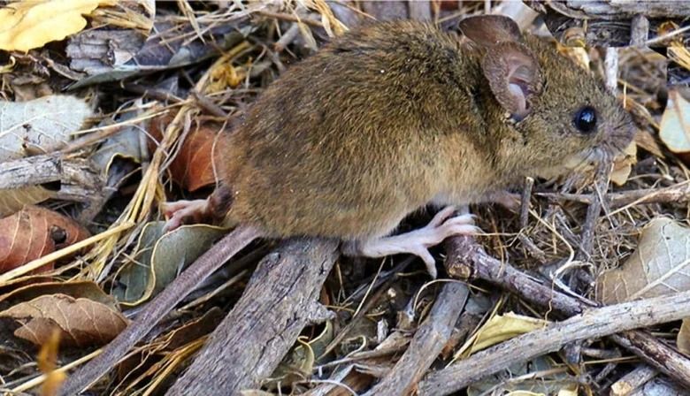 El hantavirus alcanza su mayor tasa de mortalidad