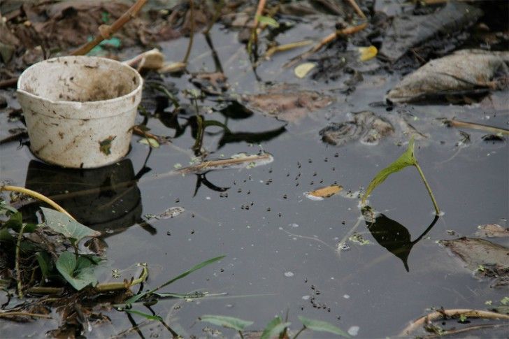 El dengue es otra vez un riesgo para los cordobeses