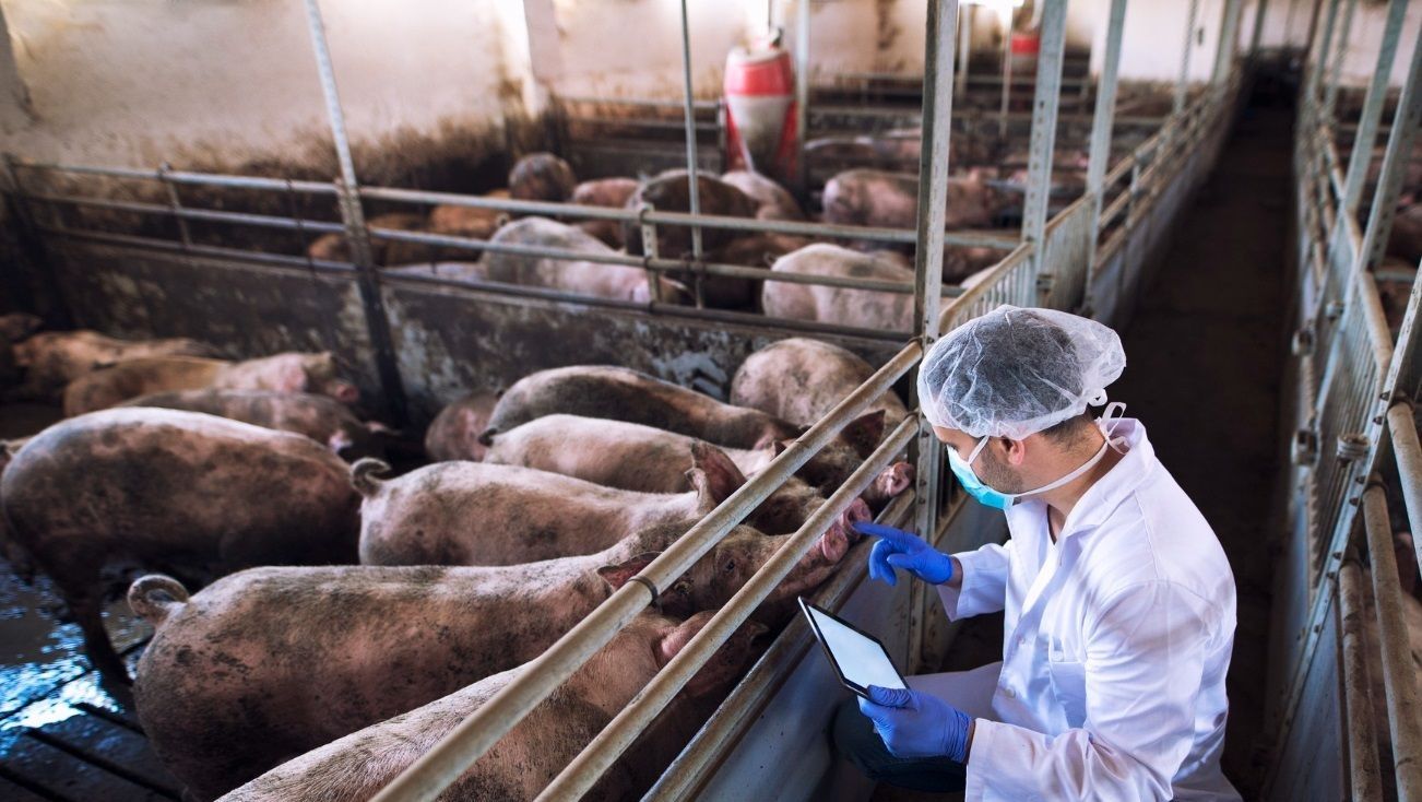 Sector porcino: fuerte rechazo a las medidas de importaciones