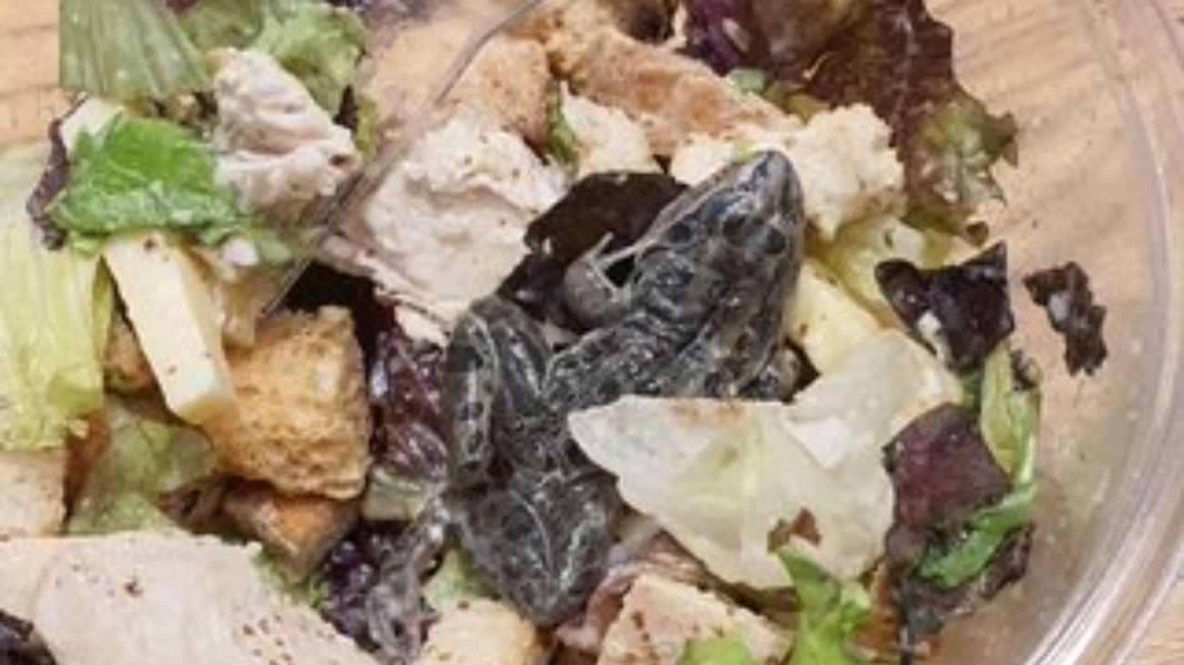 Cerraron provisoriamente el lugar donde sirvieron una ensalada con una rana muerta